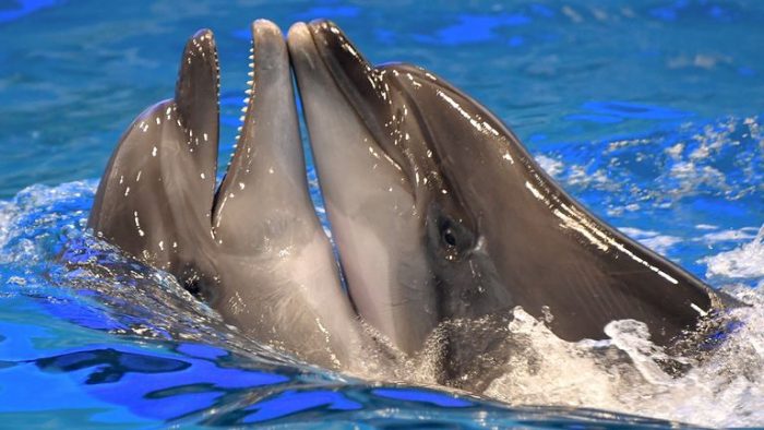 Dolfijnen